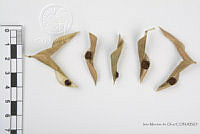 IMDOC2561 Phaseolus lunatus.jpg