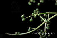 Ayotox 0378 Miconia minutiflora.jpg