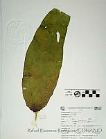 RRR0273 Laminaria sp..JPG
