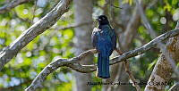 AAKVDH 0608 Trogon citreolus.JPG