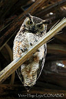 VHL0206 Bubo virginianus.jpg