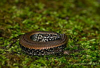 EGP0377 Mesaspis juarezi.jpg