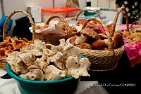 IMDOC Hong 0163 Russula brevipes.jpg