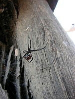 CGL1261 Latrodectus mactans.jpg
