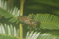 JCC0243 Apiomerus sp..JPG