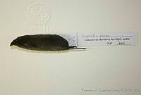 FXGC0026 Cryptotis parva.jpg