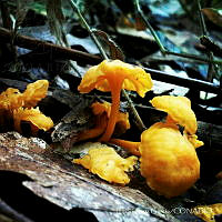 ECG001 Hygrocybe sp..jpg