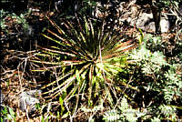 FGM2326 Hechtia podantha.JPG