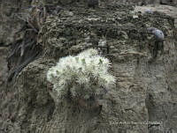 CAR 0020 Cylindropuntia tunicata.jpg
