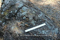 HVBR0009 Urocyon cinereoargenteus ssp. orinomus.JPG