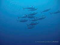 CGG0187 Auxis thazard.JPG