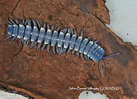 JBV031 Chromodesmus potosianus .JPG