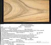 CMyFO 00032 Magnolia schiedeana.JPG