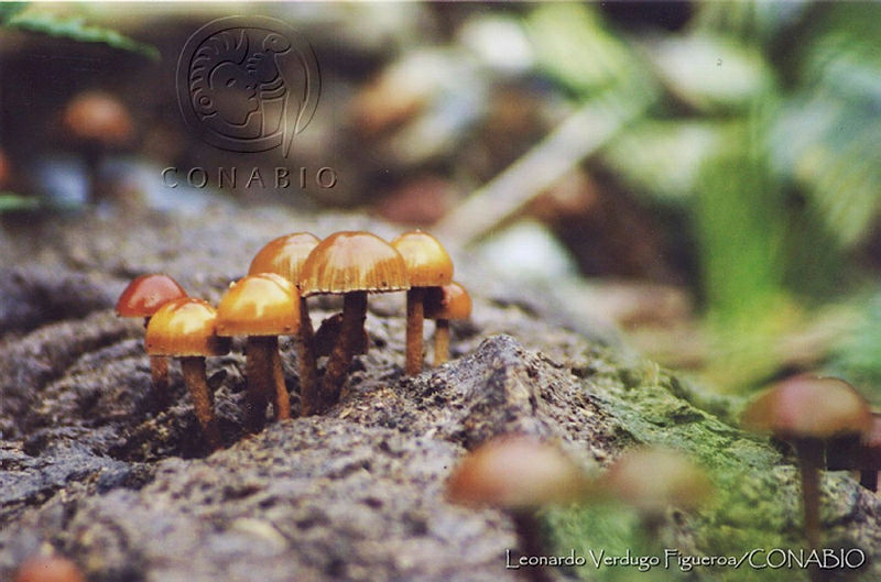 LVF0012%20Psilocybe%20coprophila.jpg.iifQxMT6Me0DXyVhQA3g0JtbmFja29CbnFuZ3NAbXJ6LGtwZwA.Euucu44JAw