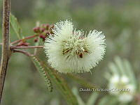 OTVBK029 0015 Acaciella angustissima.jpg