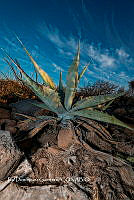 IDG Nat 0052 Agave. Sp.jpg