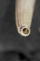 KT014 0131 Rhabdus dalli.JPG