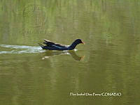 FIDP012 Gallinula galeata.JPG