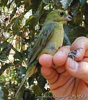 LRD0008 Passerina ciris.jpg