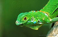 GC0032 Iguana iguana.jpg