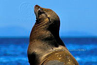 DGML 007 Zalophus californianus.jpg