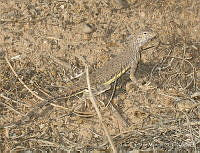 LCM0023 Callisaurus draconoides.jpg