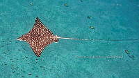 CCR 001 Aetobatus narinari.jpg