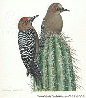 MAPM0142 Melanerpes hypopolius.jpg