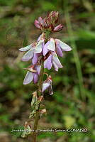 Huitz 1456 Desmodium intortum.jpg
