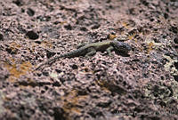 AB234 Sceloporus jarrovii.jpg