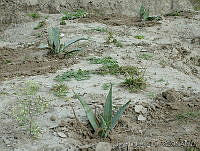 JLJT0002 Agave americana.jpg