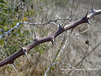 MRG-2018-1421 Pithecellobium unguis-cati (MRG-11abr18-i).JPG