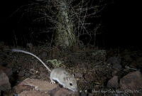 MASM00977 Chaetodipus sp..jpg