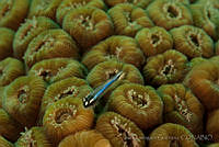 IDG0694 Elacatinus sp..jpg