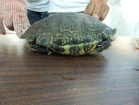 NE017 368 Trachemys venusta.jpg