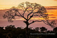 ARF005 Ceiba sp..jpg