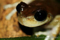 EGP0083 Plectrohyla sp..jpg