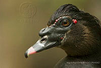 MASM07756 Cairina moschata.jpg