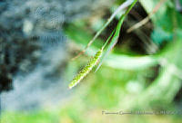 FGM3519 Setaria sp..JPG