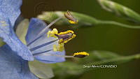 SM0084 Polemonium occidentale.jpg