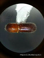 WR012 247 Xyleborus volvulus.jpg