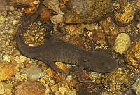 RACA 0019 Ambystoma leorae.JPG