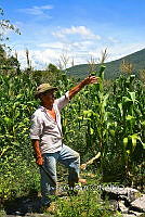 IG 001 Zea mays.jpg