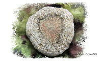 NE018 1239 Scolymia cubensis.jpg