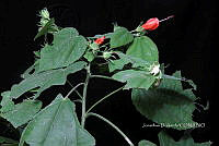 Yolox 3693 Malvaviscus arboreus.jpg