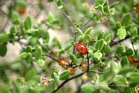 CAR 0065 Hermannia.jpg