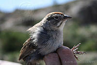 KMS0002 Aimophila ruficeps.jpg