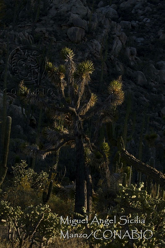 MASM02278%20Yucca%20brevifolia.jpg.nyeCmZP0MQ1PcVVhQA3g0JtbmFja29CbnFuZ3NAbXJ6LGtwZwA.dCSS8qClCs