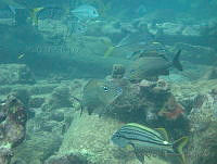 VDLCF0845 Haemulon carbonarium.jpg
