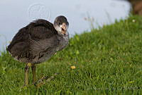 IMDOC1576 Fulica americana.jpg